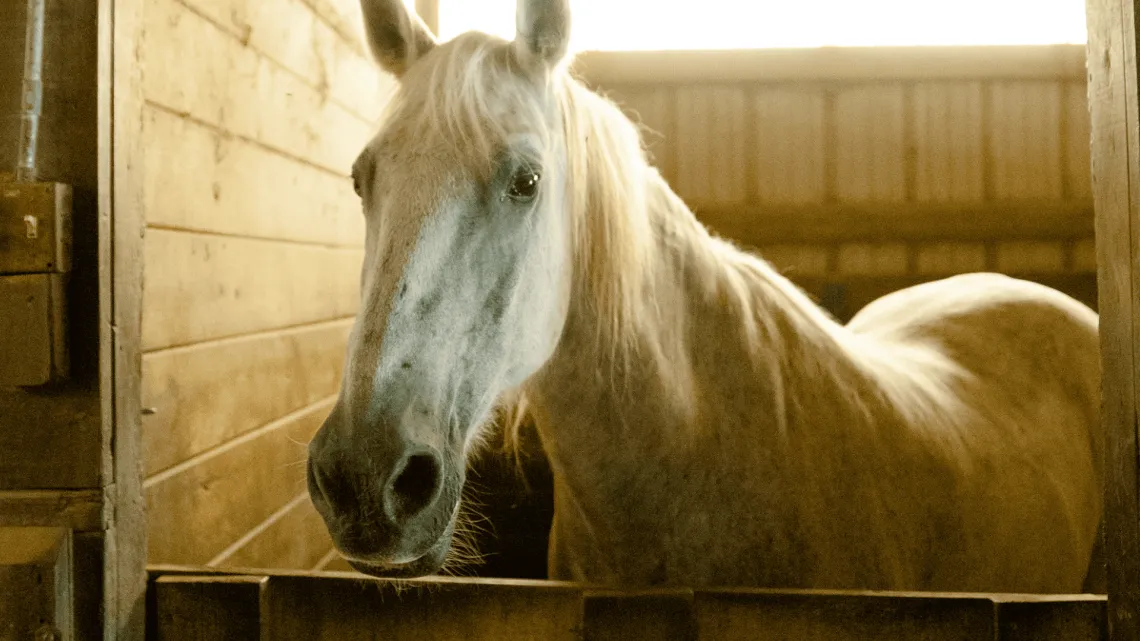 a boarded horse at camp kern